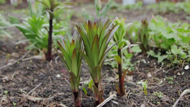 Three lilies in the garden
