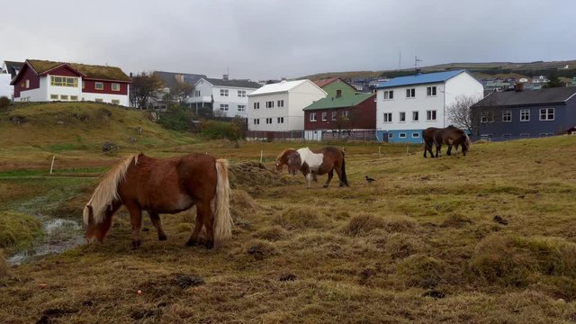 Long shot of a group of Faeroes Icelandic pony standing eating grass on a hill with buildings of a small town in background