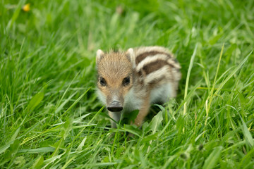 Young Boar