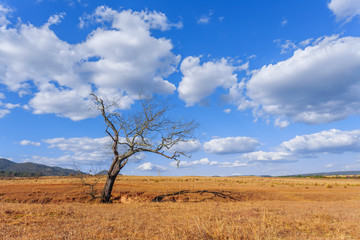 Paisaje de árbol en primer plano, pasto seco y cielo nublado