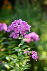 pink Phlox in the garden in summer