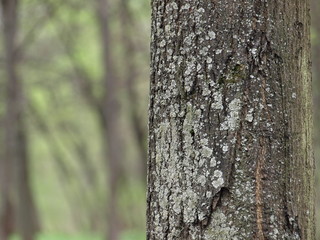 tree bark texture of tree