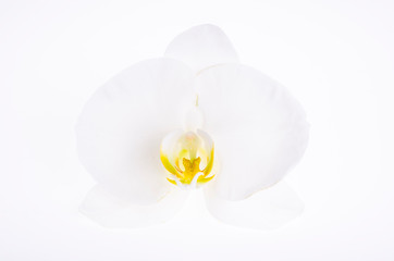 Fototapeta na wymiar Single white orchid flower on paper background