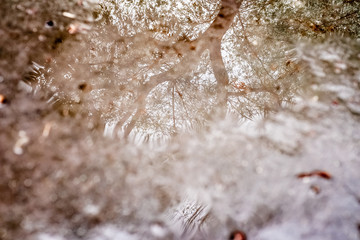 A sad tree reflects its branches in a puddle on a rainy autumn day.