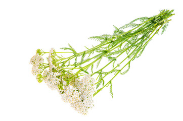 Yarrow flower bunch isolated on white background.