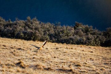 A Hawk Flies to Safety in Canterbury, New Zealand