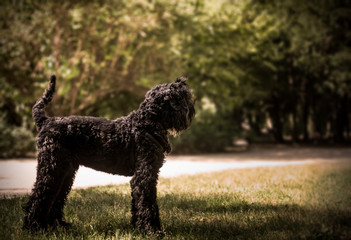 A huge Black Russian Terier dog while walking in the park in Poland in spring 2020 enjoys sunny weather