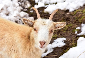 Il capretto curioso