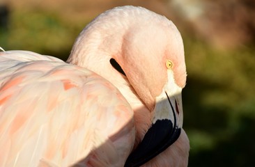 Flamingo
