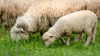 Wypas owiec w Tatrach, Polska - obrazy, fototapety, plakaty