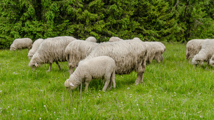 Wypas owiec w Tatrach, Polska - obrazy, fototapety, plakaty