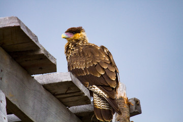 carancho bird of prey from southern chile type of eagle