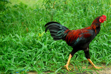 roosters with green grass background
