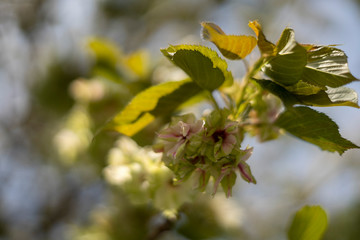遅咲きの御衣黄桜（ぎょいこうさくら）