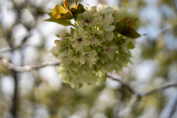 遅咲きの御衣黄桜（ぎょいこうさくら）