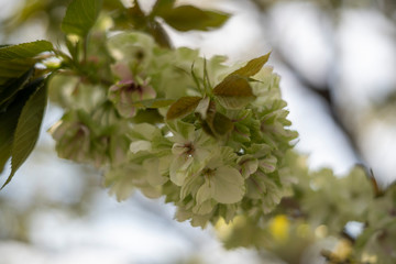 遅咲きの御衣黄桜（ぎょいこうさくら）