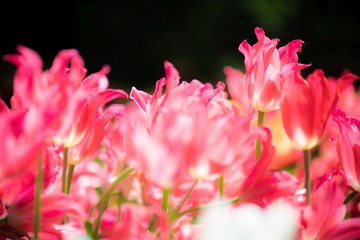 春とチューリップの花