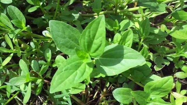 Acmella oleracea (toothache plant, paracress, Sichuan buttons, buzz buttons, ting flowers, electric daisy) with natural background. Flowering is a bouquet, Yellow clusters, oval and pointed like head.