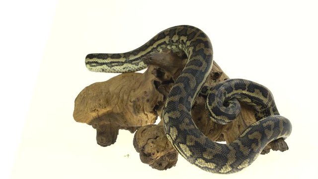 Python Morelia spilota variegata on a stone on wooden snag in white background