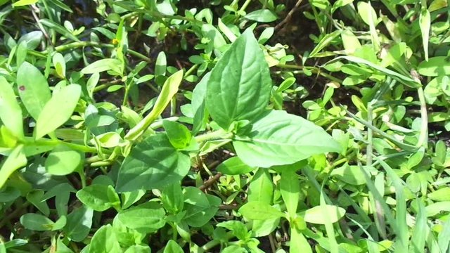 Acmella oleracea (toothache plant, paracress, Sichuan buttons, buzz buttons, ting flowers, electric daisy) with natural background. Flowering is a bouquet, Yellow clusters, oval and pointed like head.