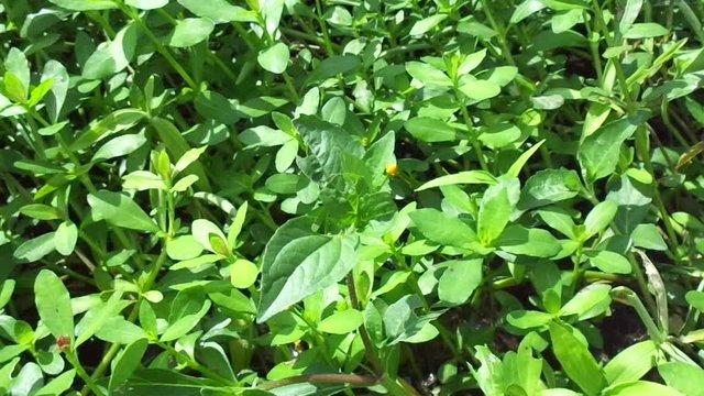 Acmella oleracea (toothache plant, paracress, Sichuan buttons, buzz buttons, ting flowers, electric daisy) with natural background. Flowering is a bouquet, Yellow clusters, oval and pointed like head.