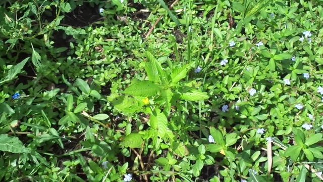 Acmella oleracea (toothache plant, paracress, Sichuan buttons, buzz buttons, ting flowers, electric daisy) with natural background. Flowering is a bouquet, Yellow clusters, oval and pointed like head.