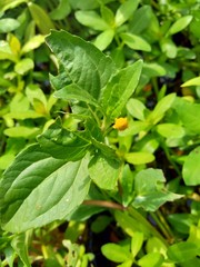 Acmella oleracea (toothache plant, paracress, Sichuan buttons, buzz buttons, ting flowers, electric daisy) with natural background. Flowering is a bouquet, Yellow clusters, oval and pointed like head.