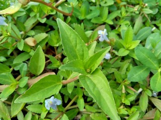 Acmella oleracea (toothache plant, paracress, Sichuan buttons, buzz buttons, ting flowers, electric daisy) with natural background. Flowering is a bouquet, Yellow clusters, oval and pointed like head.