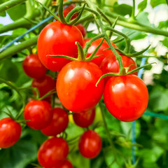 Ripe red tomatoes on bushes in greenhouse in summer, harvesting