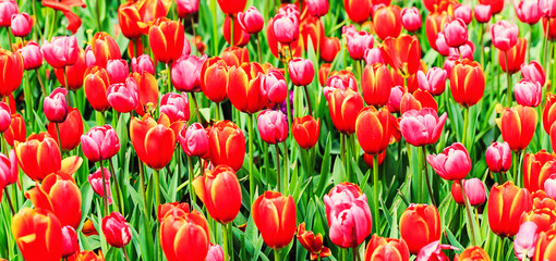 Colourful tulips in bloom