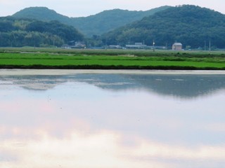 日本の田舎の風景　7月　田んぼに映る空　夕景