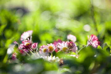 fresh green field flower white pink daisy flowers at sunny green grass lane meadow ecology floral background