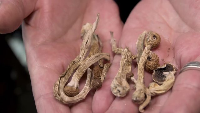 Extreme close-up of Psychedelic Psilocybin Mushrooms in the palms of a man's hands