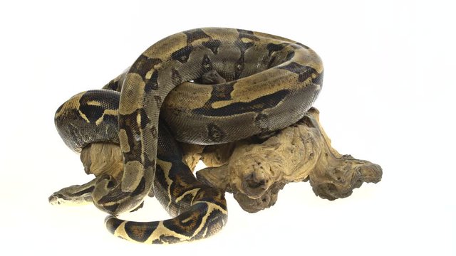 Royal Python or Python regius on wooden snag in studio against a white background.