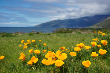 California Poppys