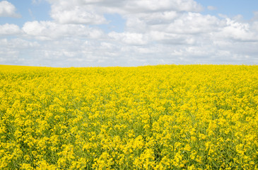 rapeseed field in spring