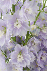 Fototapeta premium Delphinium Flowers Closeup