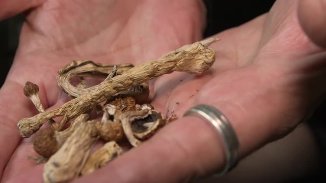 Extreme close-up of Psychedelic Psilocybin Mushrooms in the palms of a man's hands