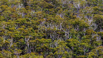 trees and shrubs on a hillside
