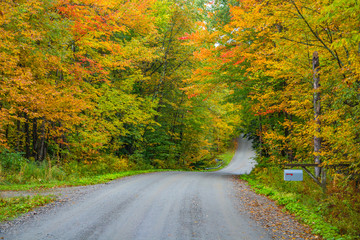 Fall Foliage Canopy on Rural Back  Road