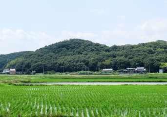 Fototapeta na wymiar 日本の田舎の風景　7月　水田の稲と山