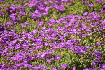 Purple Ice Plant