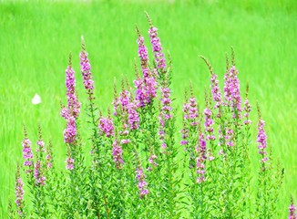 日本の田舎の風景　7月　野の花　ミソハギ