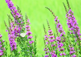 日本の田舎の風景　7月　野の花　ミソハギ