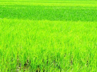日本の田舎の風景　7月　田んぼ