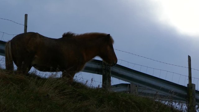 Long shot low angel of a Faeroes Icelandic pony with mane waving in wind and moving clouds in background