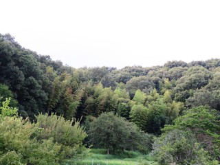 日本の田舎の風景　7月　山の木々
