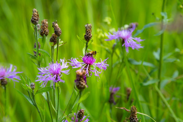 Bee on a flower
