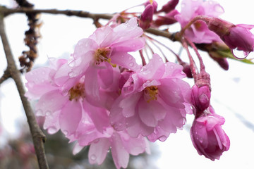 pink cherry blossoms with water drops on them