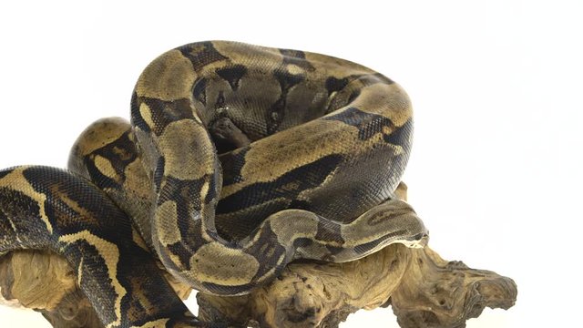 Royal Python or Python regius on wooden snag in studio against a white background.